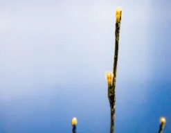 160 LED Warm White Flashing Polestar Silver Corded -Christmas decorations Shop 8718532352208F